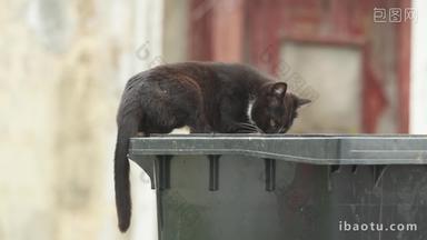 流浪猫在垃圾桶里寻找食物